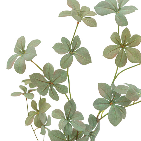 Potted Rhodoleia 3ft Tree