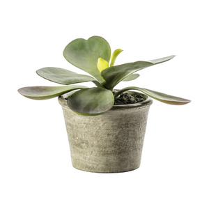 Kalanchoe jasnozielona 110 x 110 x 150 mm