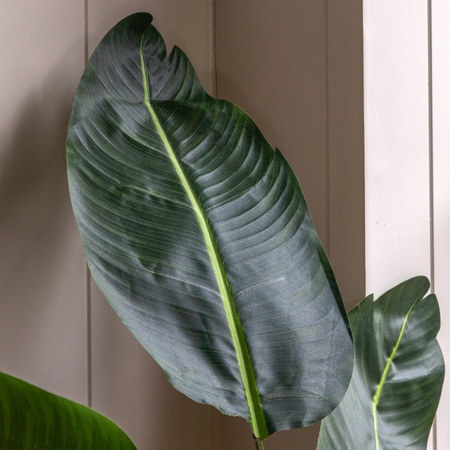 Potted Travellers Palm Tree 5ft