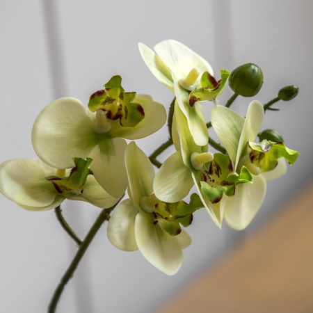 Orchid Cream in Ribbed White Ceramic Pot 320mm