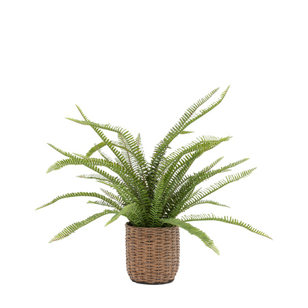 Potted Fern Plant 980mm