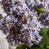 Vintage Cone Hydrangea Floral Stem Violet (12pk)