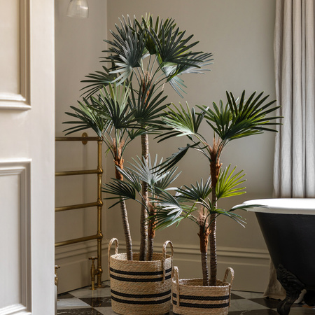 Potted Statement Palm 1580mm