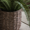 Potted Fern Plant 980mm