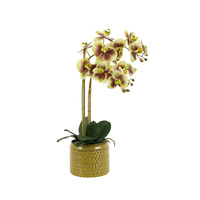 Orchid in Moss Ceramic Dot Pot Green 400x250x610mm
