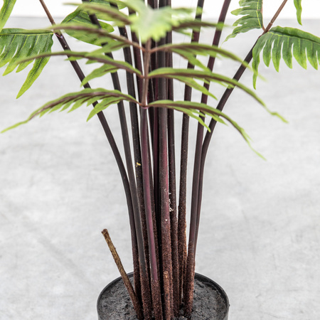 Paproć motylkowa H1200 mm