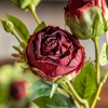 Faux Stem Vintage Rose Claret 540mm (6pk)