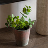 Potted Mint Terracotta 180x180x230mm