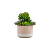 Potted Echeveria Mix in Ceramic Pot H160mm