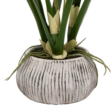 Orchid White in Low Ceramic Pot 580mm