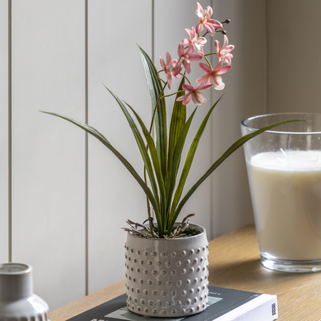 Orchid Pink in White Ceramic Dot Pot 400mm