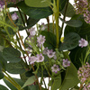 Lilac Mixed Wrapped Bouquet 210x310x750mm
