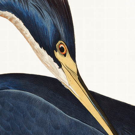 Louisiana Heron Framed Art 880x10x760mm