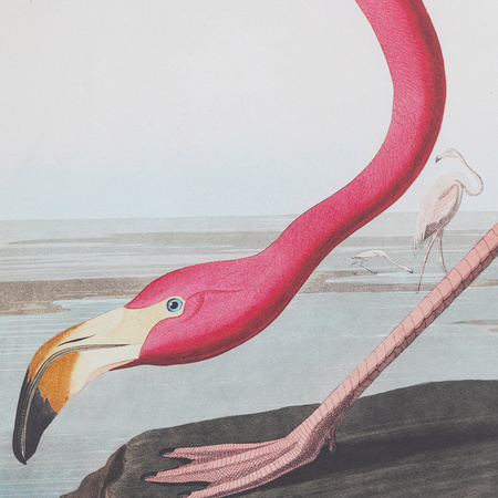 Wading Flamingo Framed Art 600x900mm