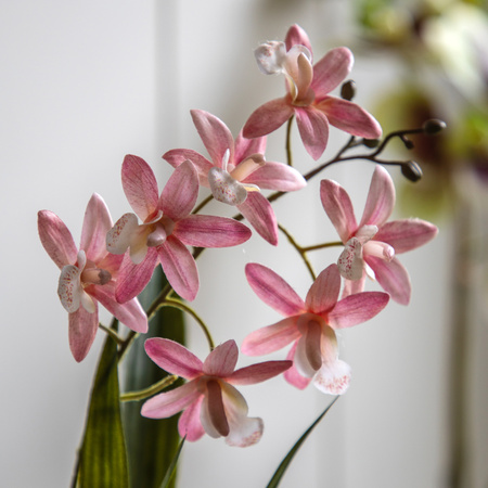 Orchid Pink in White Ceramic Dot Pot 400mm