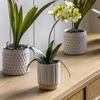 Orchid Cream in Ribbed White Ceramic Pot 320mm
