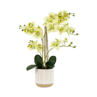 Orchid in White Ribbed Ceramic Pot 450x330x700mm