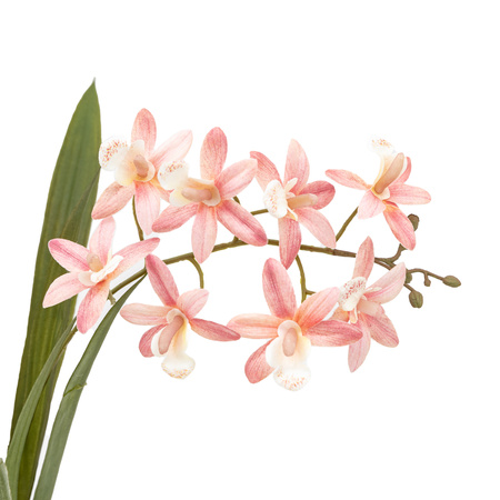 Orchid Pink in White Ceramic Dot Pot 400mm
