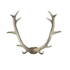 Bjorn Antler Wall Art White 550 x 140 x 440 mm