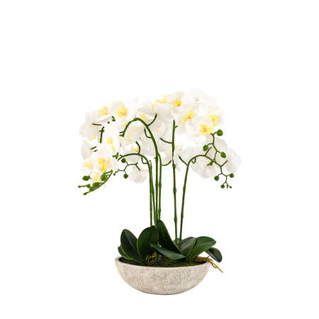 Oversized Orchid in Cement Pot White 545x545x650mm
