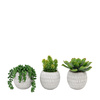 Small Succulents Ceramic Pots Set of 3