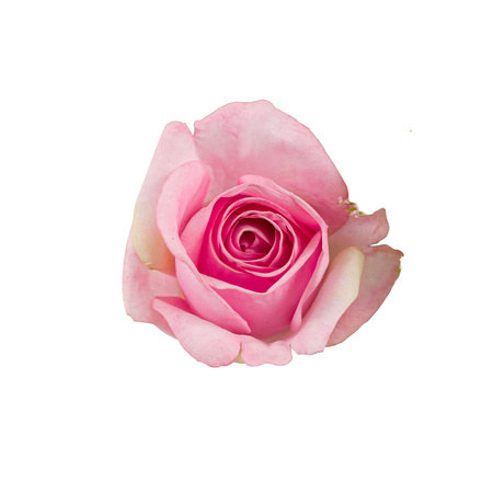 Pink Mixed Wrapped Bouquet 210x310x750mm