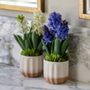 Spring Hydrangea Purple in Ceramic Pots Set of 2