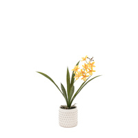 Orchid Orange in White Ceramic Dot Pot 400mm