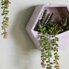 Wall Planter with Sedum Succulent mix H380mm