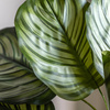 Potted Calathea Leaf Tree 2ft