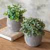 Potted Plant Ceramic Scratch Pots Sage Set of 2
