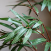 Potted Bamboo Tree 5ft