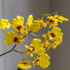 Orchid Yellow in Low Ceramic Pot 580mm