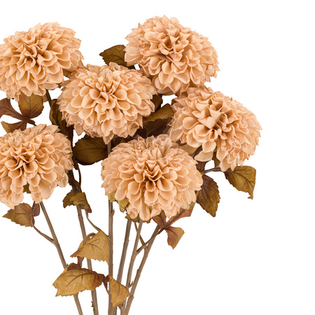 Faux Stem Dahlia Ivory 730mm (6pk)