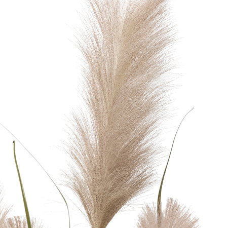 Potted Grass with Pampas Seed Heads 1570mm