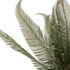 Wide Fern in Concrete Pot