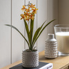 Orchid Orange in White Ceramic Dot Pot 400mm