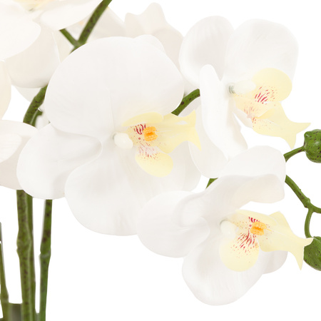 Oversized Orchid in Cement Pot White 545x545x650mm