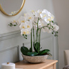 Oversized Orchid in Cement Pot White 545x545x650mm