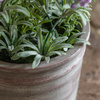 Potted Rustic Lilac Lavendar 280x280x300mm