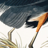Vintage Blue Heron Small Framed Art 440x30x540mm