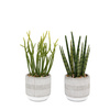 Small Succulents Ceramic Pots Set of 2