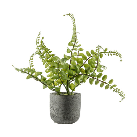 Potted Royal Fern 250x250x270mm