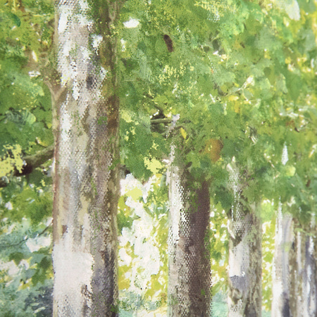 Avenue of Trees Framed Canvas 800x30x600mm