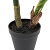 Potted Calathea Leaf Tree 2ft