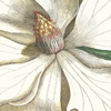 Laurel Tree Framed Canvas 900x30x1200mm