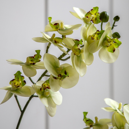 Orchid Cream in Ribbed White Ceramic Pot 440mm