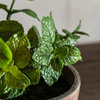 Potted Mint Terracotta 180x180x230mm