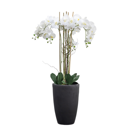 Potted Phalaenopsis Orchid x5 White H940mm