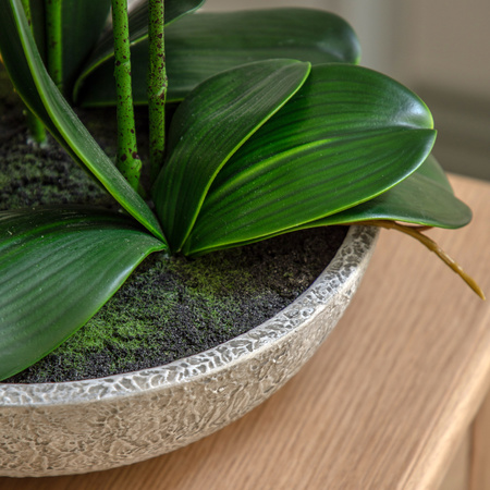Oversized Orchid in Cement Pot White 545x545x650mm